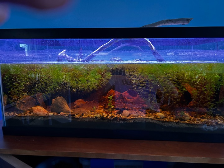 A planted aquarium with a carpet of green plants, driftwood, shells and gravel under blue light